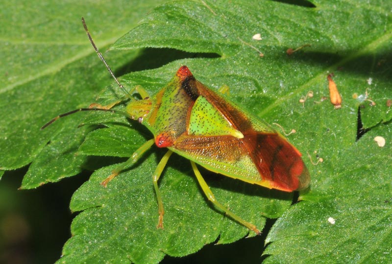 Acanthosomatidae: Elasmostethus e Acanthosoma dell''Emilia